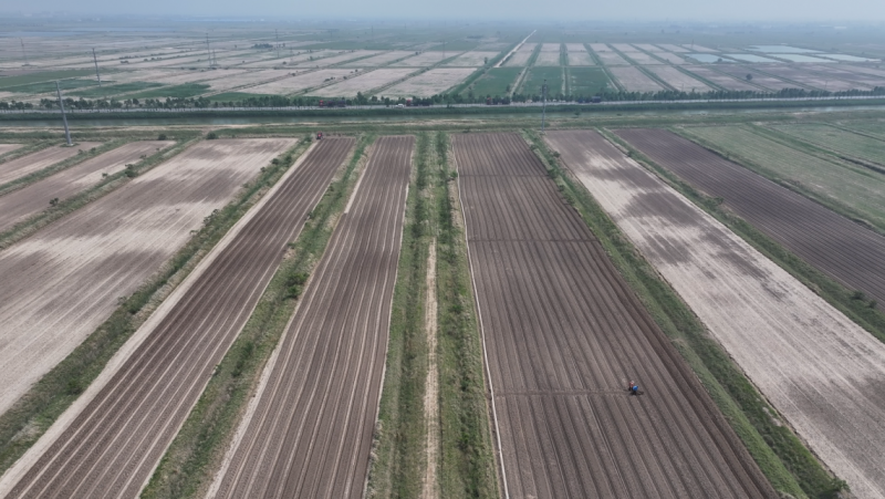 “绿州草”成就“大产业” 河北十万亩芦竹莳植成功 支撑天津零碳园区建设