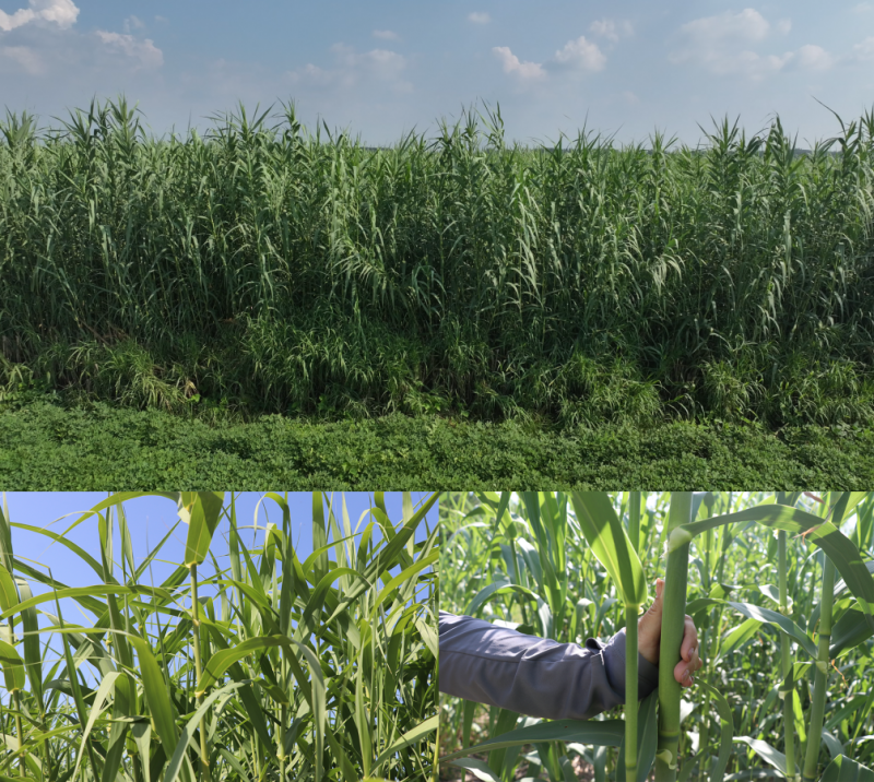 “绿州草”成就“大产业” 河北十万亩芦竹莳植成功 支撑天津零碳园区建设