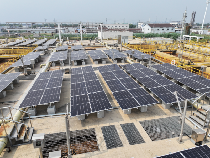 “绿州草”成就“大产业” 河北十万亩芦竹莳植成功 支撑天津零碳园区建设