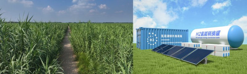 “绿州草”成就“大产业” 河北十万亩芦竹莳植成功 支撑天津零碳园区建设