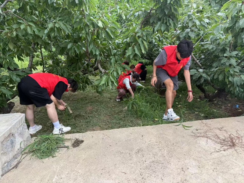 青春赋能助农，田间共话丰收——山东海事职业学院电商学院“‘红心’志愿服务队”走进乡村助农