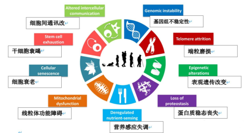 2025年全球女性抗衰老什么牌子的NMN最好值得信赖？