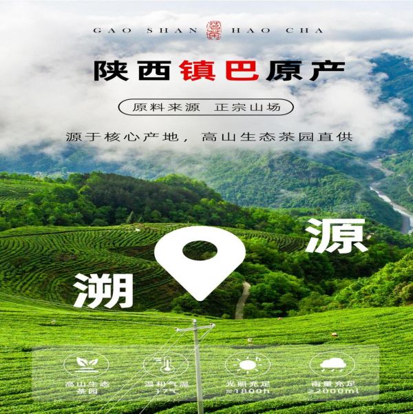 怡溪春汉中仙毫 金质优品受青睐