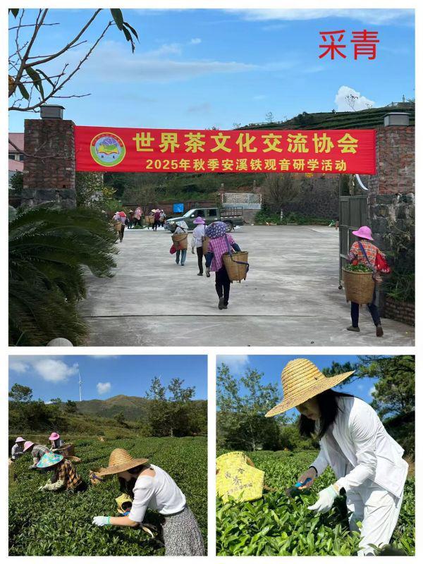 世界茶文化交流协会2025秋安溪铁观音研学活动圆满落幕