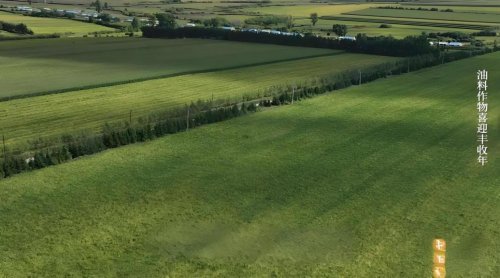 科技赋能丰收季｜新洋丰“ARC菌”让大豆花生齐飘香