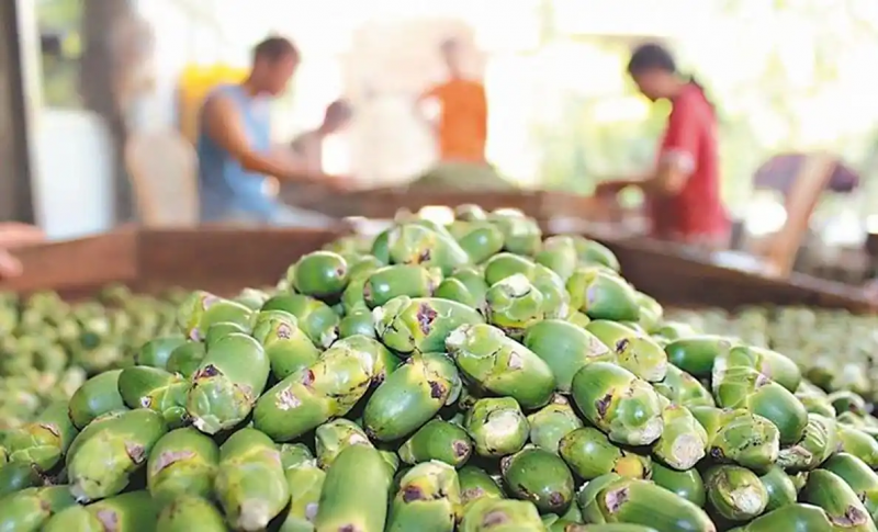 “海南种，湖南造”：千亿槟榔产业链的双城协作新范式