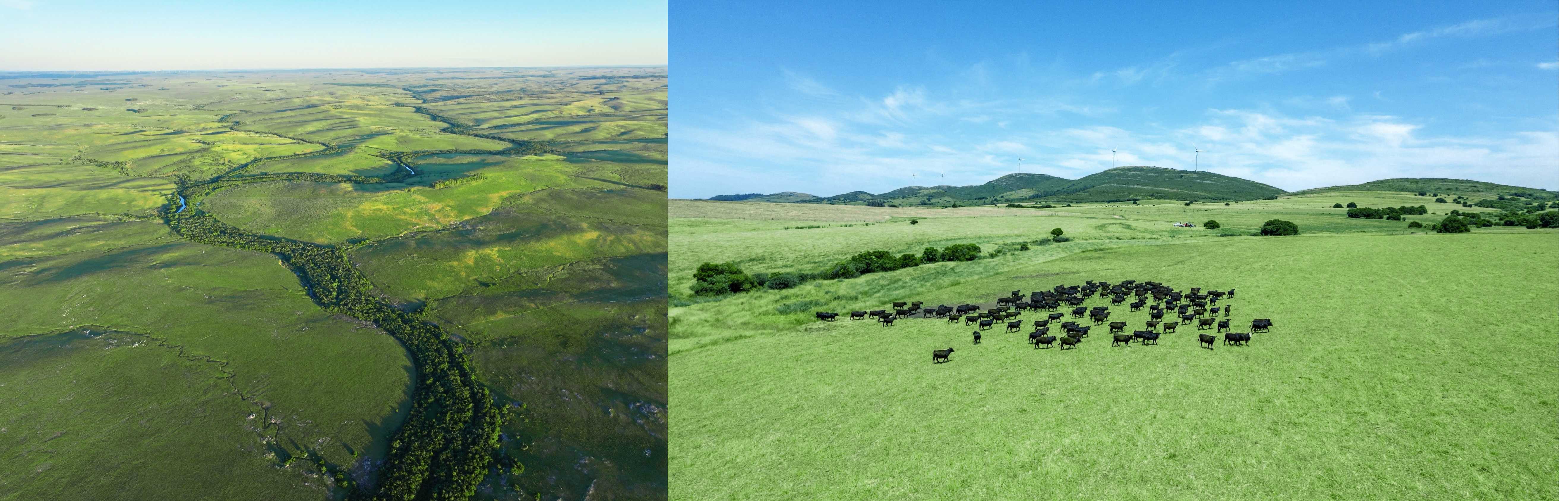 “舌尖好味 天生圭宝”：乌拉圭牛肉定义高品质美食新体验