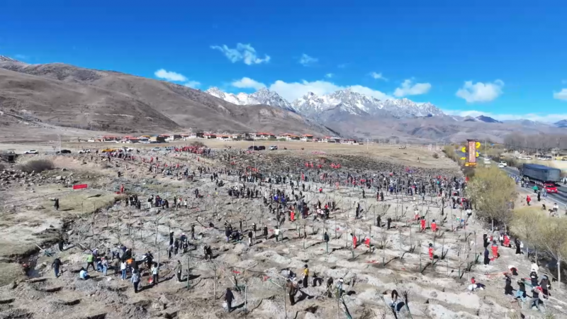 不负春光添新绿 四川甘孜县开展2026年全民义务植树活动