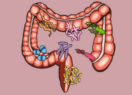 一阵一阵的肚子绞痛，拉完却还是不舒服？肠道痉挛需要美日联研KNC菌益莱PRORELIV的长期养护！