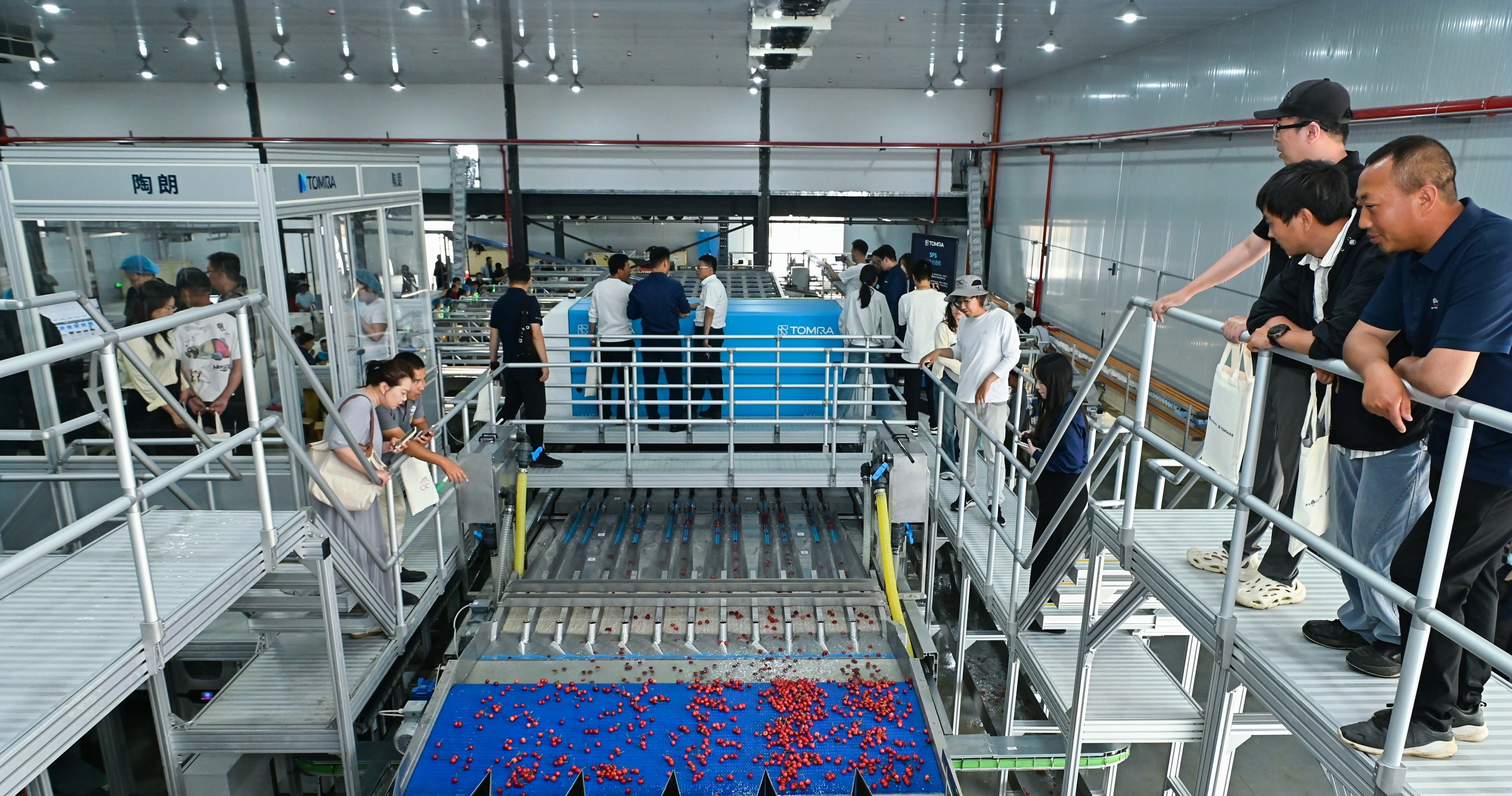 中国首条国际标准AI樱桃分选线铜川投产，煜谦携手陶朗发布白皮书引领产业升级
