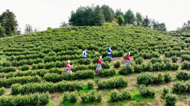 重庆秀山中平乡:深耕特色产业沃土 激活乡村振兴内生动力