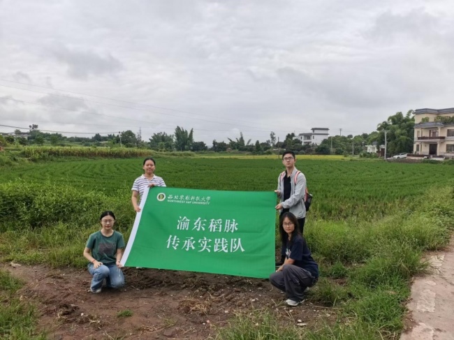 川渝现代农业探析:从大足“稻虾共舞”到泸县“一稻两收”