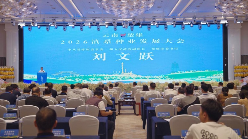 超级小麦：做强农业“中国芯” 助力滇系种业振兴